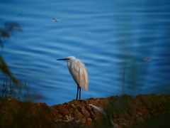 Egretta garzetta