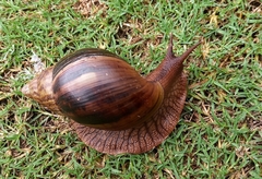 Lissachatina immaculata