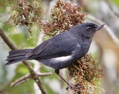Diglossa albilatera