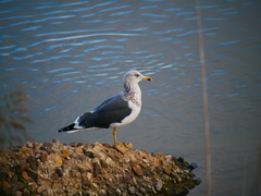 Larus fuscus