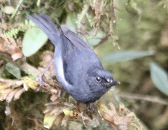 Diglossa albilatera