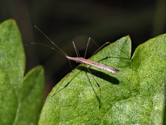 Neides tipularius