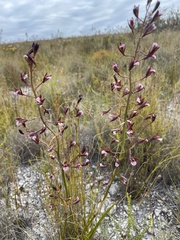 Eulophia tristis
