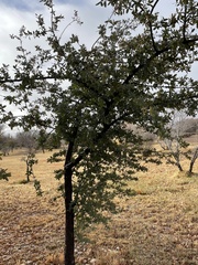 Quercus grisea