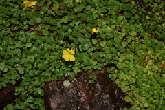 Erythranthe madrensis