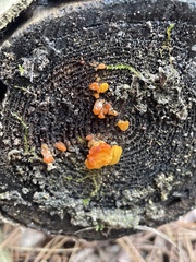 Tremella mesenterica