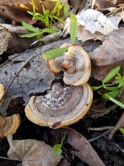 Metuloidea reniformis