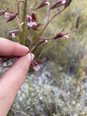 Eulophia tristis