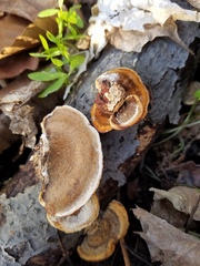 Metuloidea reniformis