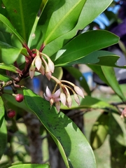Ardisia squamulosa