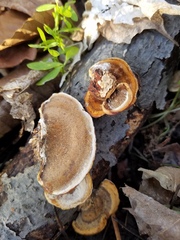 Metuloidea reniformis