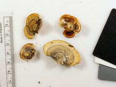 Metuloidea reniformis