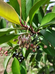 Ardisia squamulosa