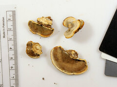 Metuloidea reniformis