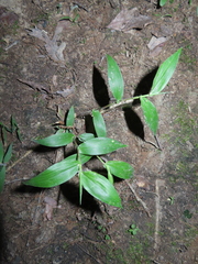 Dichanthelium boscii