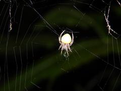 Araneus apricus