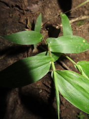 Dichanthelium boscii