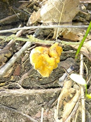Gyromitra korfii