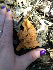 Gyromitra korfii