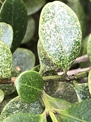 Eurytetranychus buxi