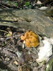 Gyromitra korfii