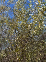 Salix laevigata