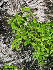 Cassinopsis ilicifolia