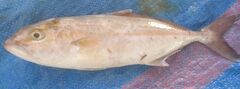 Seriola