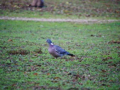 Columba palumbus