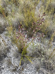 Eulophia tristis