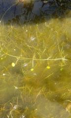 Hydrocotyle vulgaris