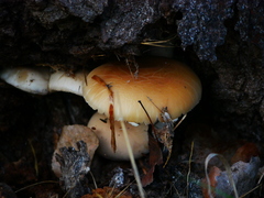 Cyclocybe