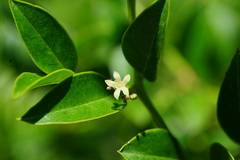 Cassinopsis ilicifolia