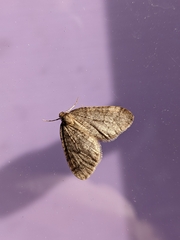 Operophtera bruceata