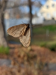 Operophtera bruceata