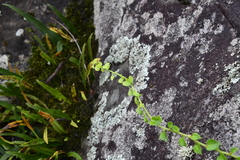 Celastrus flagellaris