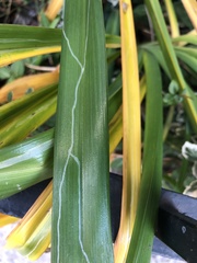Ophiomyia kwansonis
