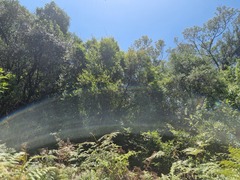 Halleria lucida