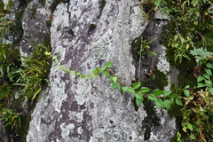 Celastrus flagellaris