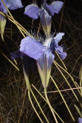 Gentianopsis detonsa