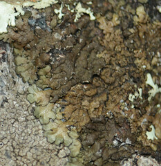 Xanthoparmelia verruculifera