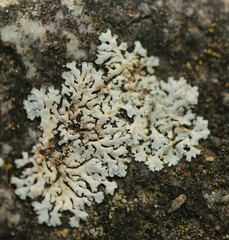 Physcia caesia