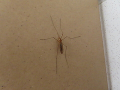 Nephrotoma ferruginea