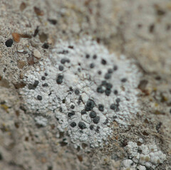 Diplotomma alboatrum