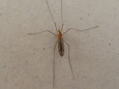 Nephrotoma ferruginea