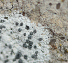 Diplotomma alboatrum