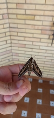 Hyles livornica