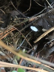 Marasmiellus