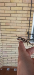 Hyles livornica