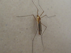 Nephrotoma ferruginea